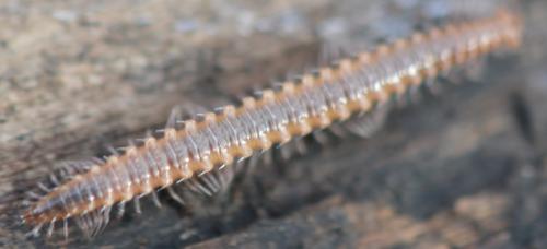 Nanogona polydesmoides